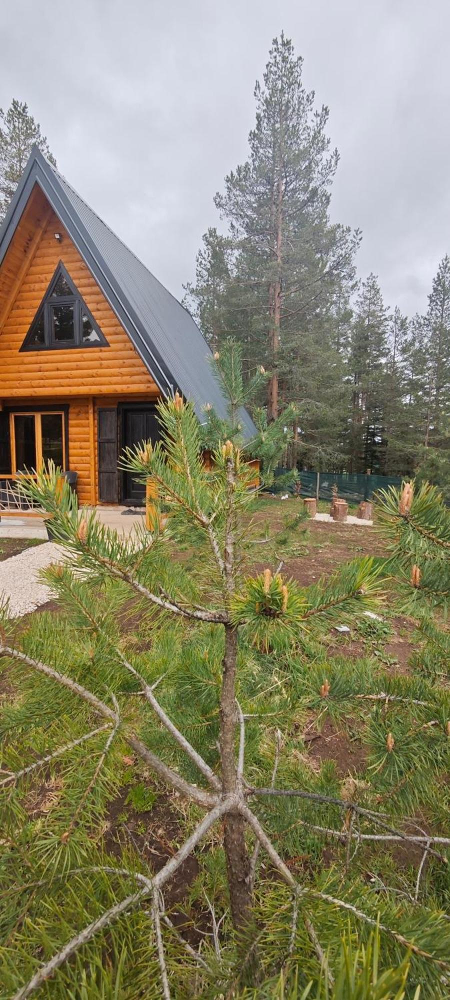Pine Forest-White Žabljak Zewnętrze zdjęcie